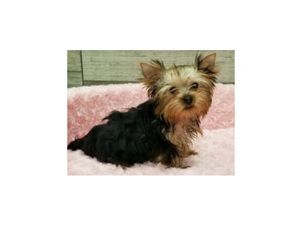 Yorkshire Terrier-DOG-Female-Blue & Gold-9680-Petland San Antonio, TX
