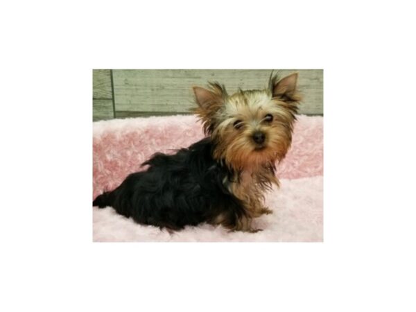 Yorkshire Terrier DOG Female Blue & Gold 9680 Petland San Antonio, TX