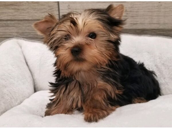 Yorkshire Terrier DOG Male Blue & Gold 9681 Petland San Antonio, TX