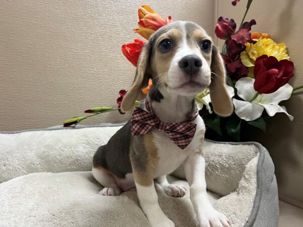 Beagle DOG Male Grey & White 6743 Petland San Antonio, TX