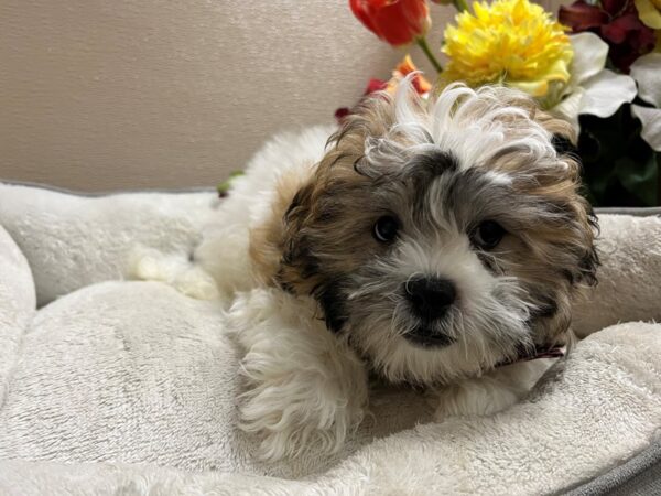 Teddy Bear-DOG-Male-gld & wh-6709-Petland San Antonio, TX
