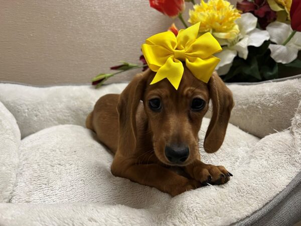 Miniature Dachshund-DOG-Female-rd-6734-Petland San Antonio, TX