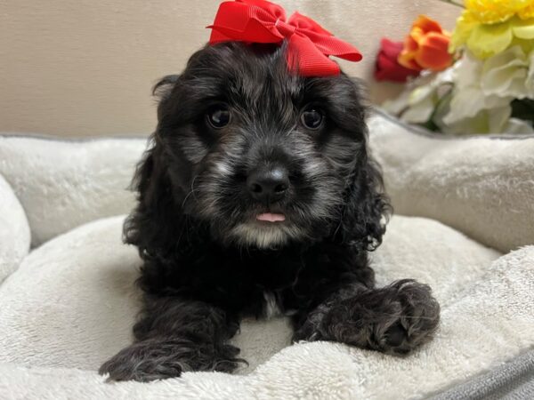 Cockapoo DOG Female blk wh mkgs 6758 Petland San Antonio, TX