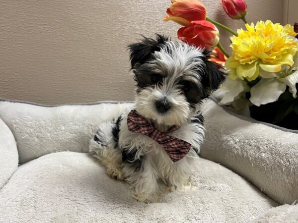 Maltese/Morkie DOG Male wh & sbl 6762 Petland San Antonio, TX