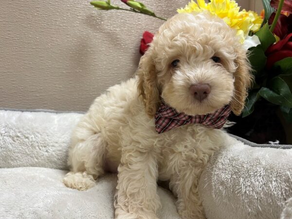 2nd Gen Cockapoo-DOG-Male-cr-6763-Petland San Antonio, TX
