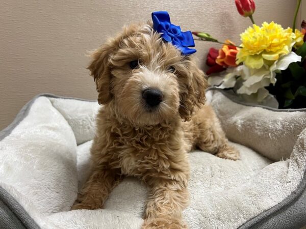 Mini Goldendoodle-DOG-Female-gldn-6764-Petland San Antonio, TX
