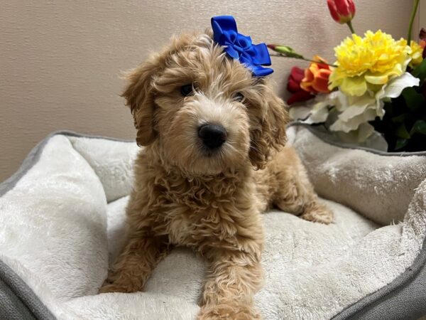 Mini Goldendoodle DOG Female gldn 6764 Petland San Antonio, TX