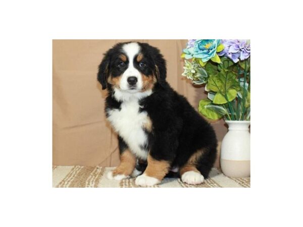 Bernese Mountain Dog-Dog-Female-Black Tan & White-9685-Petland San Antonio, TX