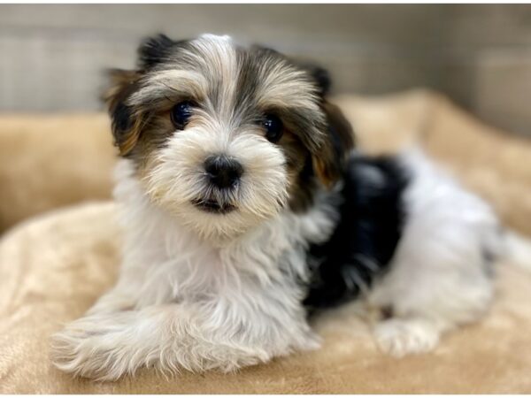 Morkie Dog Male White & Sable 9682 Petland San Antonio, TX