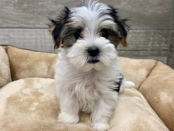 Morkie Dog Male White & Sable 9683 Petland San Antonio, TX