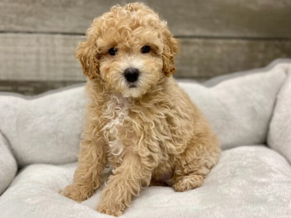 Miniature Poodle DOG Female Cream 9684 Petland San Antonio, TX