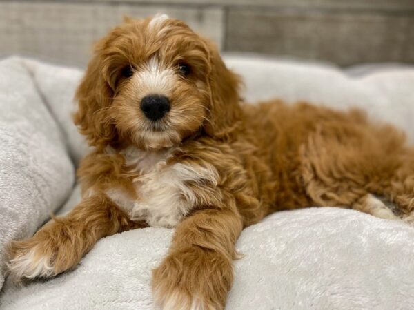 Miniature Goldendoodle-DOG-Female-Red-9686-Petland San Antonio, TX
