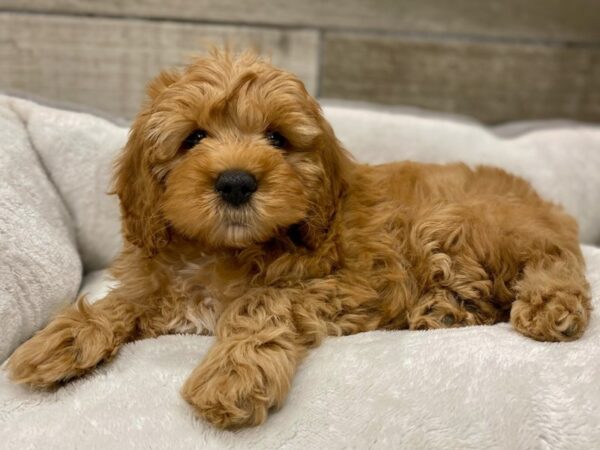 Miniature Goldendoodle-DOG-Female-Red-9687-Petland San Antonio, TX