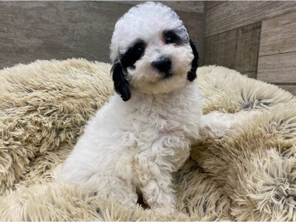 Miniature Poodle DOG Female White & Black 9688 Petland San Antonio, TX