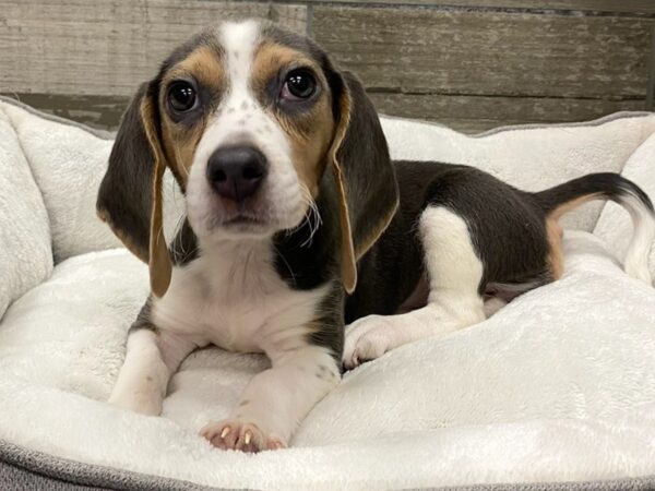 Beagle Dog Female Black White & Tan 9645 Petland San Antonio, TX