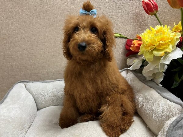 Mini Goldendoodle 3rd Gen-DOG-Female-rd-6739-Petland San Antonio, TX