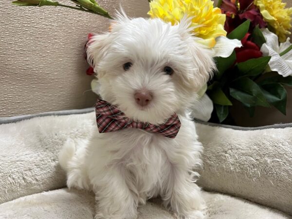 Maltese Dog Male wh 6769 Petland San Antonio, TX