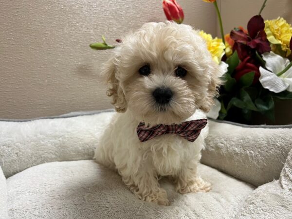 Maltipoo DOG Male cr 6767 Petland San Antonio, TX