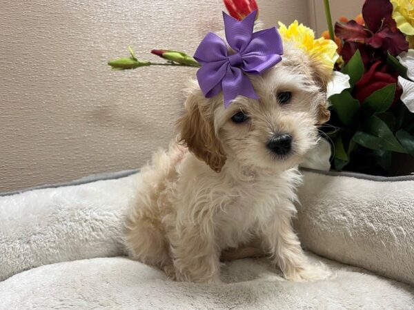 Cavachon DOG Female apct 6766 Petland San Antonio, TX