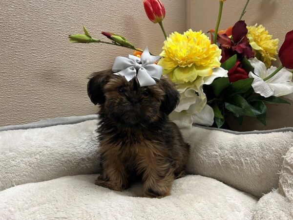 Shih Tzu-DOG-Female-gld-6771-Petland San Antonio, TX