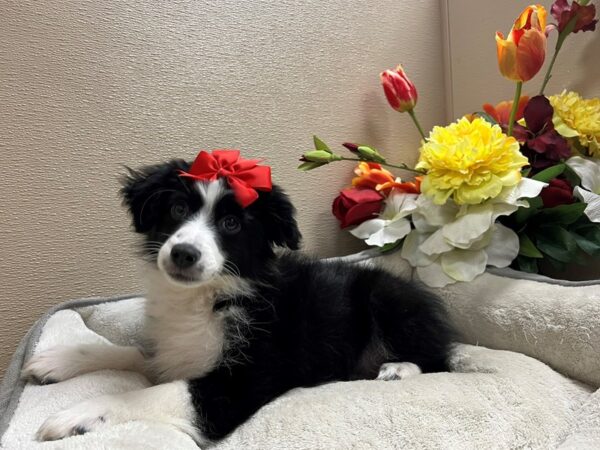 Miniature Australian Shepherd DOG Female blk & wh 6713 Petland San Antonio, TX