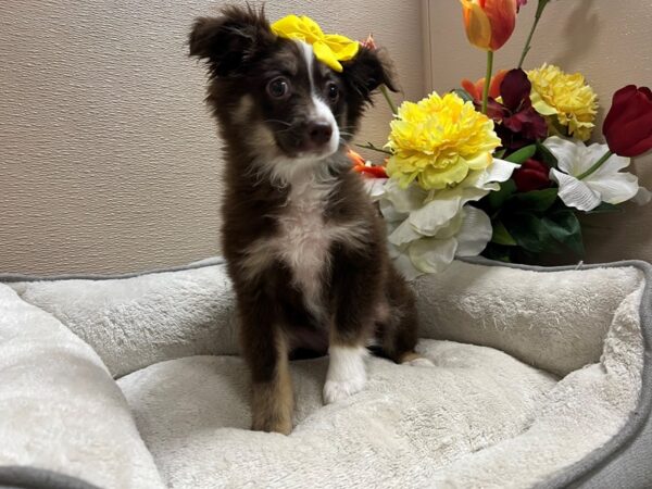 Miniature Australian Shepherd Dog Female chlt, wh mkgs 6729 Petland San Antonio, TX