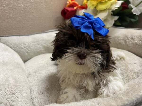 Shih Tzu DOG Female wh & chlt parti 6753 Petland San Antonio, TX