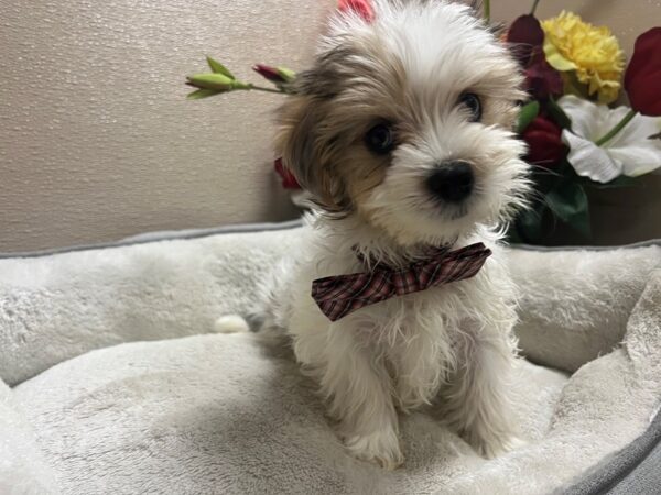 Maltese/Morkie DOG Male wh & sbl 6761 Petland San Antonio, TX