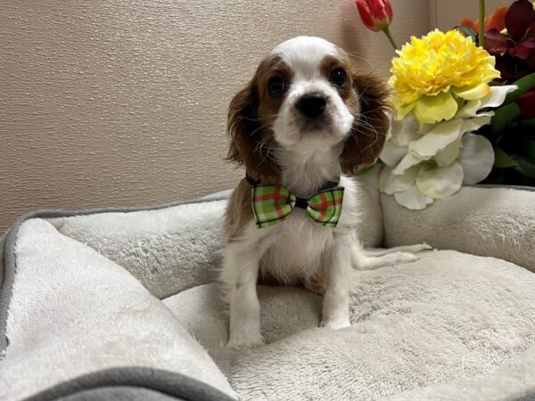 Cavalier King Charles Spaniel-DOG-Male-bheim & wh-6752-Petland San Antonio, TX