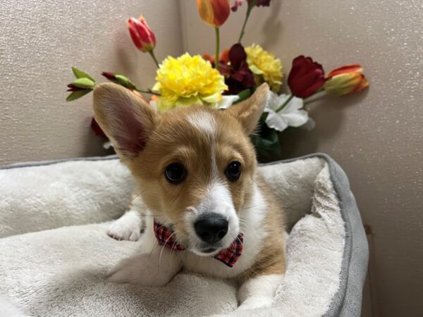 Pembroke Welsh Corgi-DOG-Male-rd & wh-6724-Petland San Antonio, TX