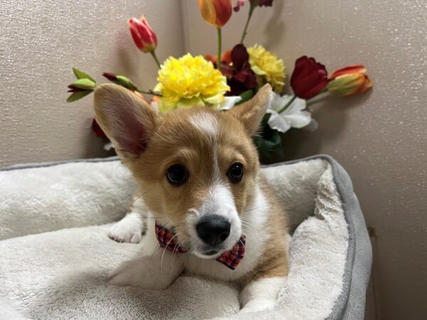 Pembroke Welsh Corgi DOG Male rd & wh 6724 Petland San Antonio, TX