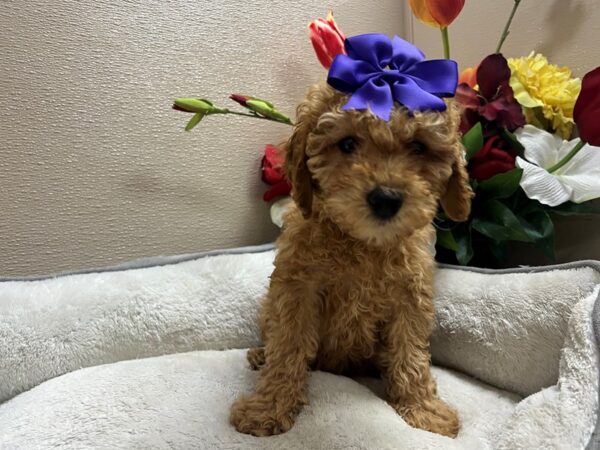 Miniature Poodle DOG Female gld 6770 Petland San Antonio, TX