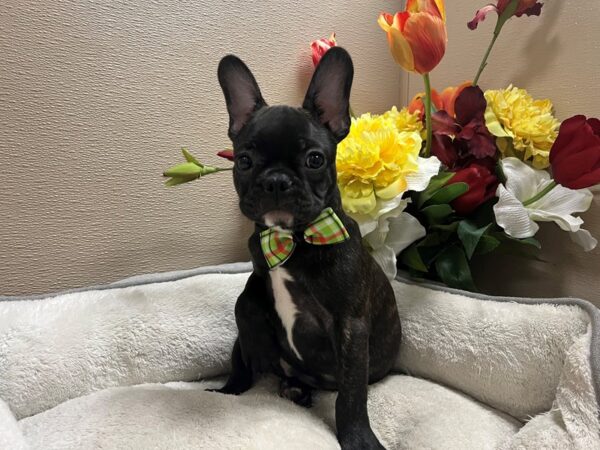 French Bulldog DOG Male brdl 6747 Petland San Antonio, TX