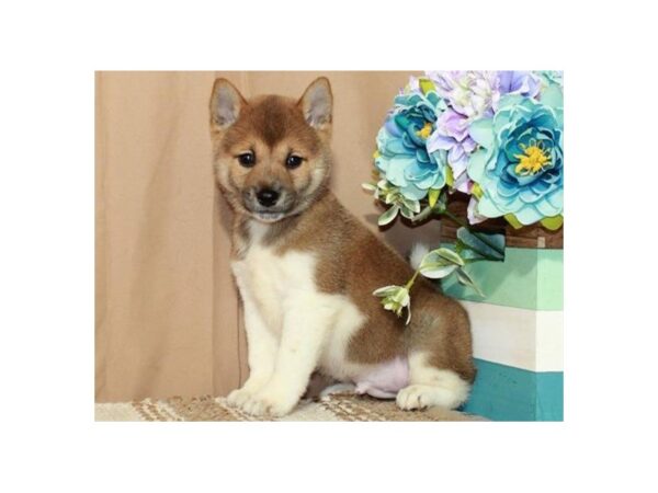 Shiba Inu-Dog-Male-Red Sesame & White-9689-Petland San Antonio, TX