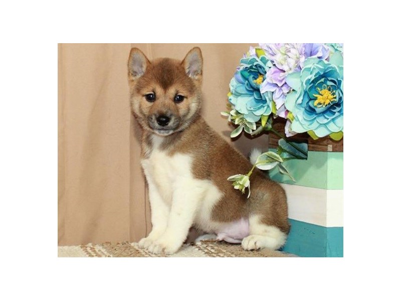 Shiba Inu-Male-Red Sesame & White-4091119-Petland San Antonio