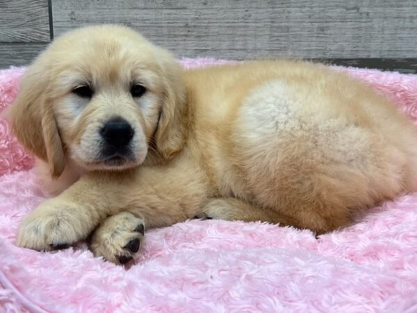 Golden Retriever DOG Female Light Golden 9690 Petland San Antonio, TX