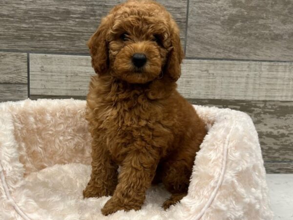 Miniature Goldendoodle-DOG-Male-Red-9691-Petland San Antonio, TX