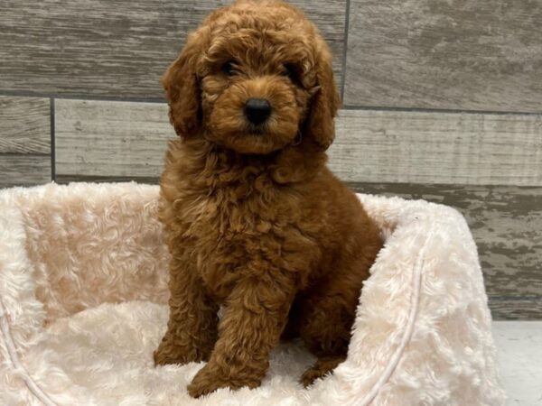 Miniature Goldendoodle DOG Male Red 9691 Petland San Antonio, TX