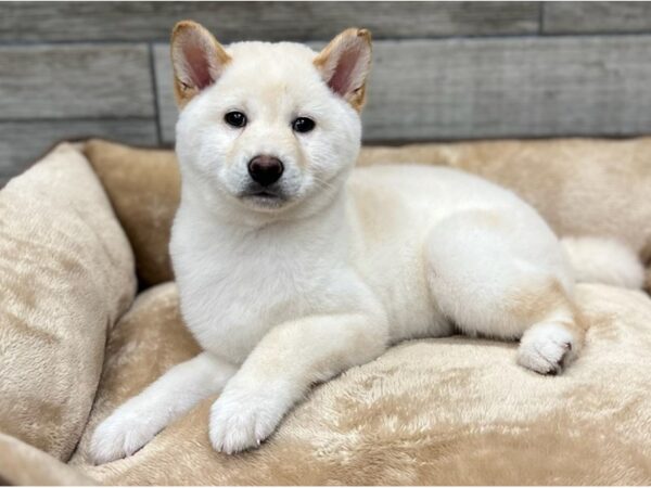 Shiba Inu Dog Male Cream 9692 Petland San Antonio, TX