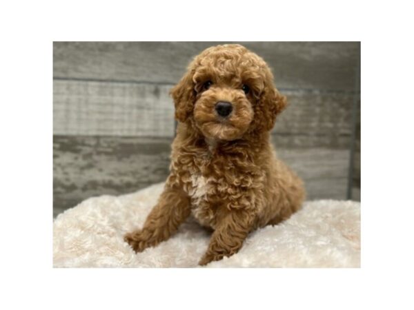 Cockapoo DOG Male Apricot 9696 Petland San Antonio, TX