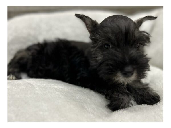 Miniature Schnauzer DOG Male Black & Silver 9698 Petland San Antonio, TX