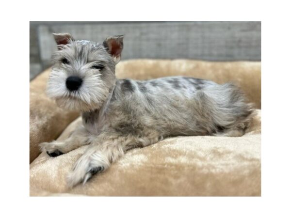 Miniature Schnauzer DOG Male Chocolate Merle 9699 Petland San Antonio, TX