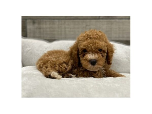 Cockapoo-DOG-Male-Apricot & White-9697-Petland San Antonio, TX
