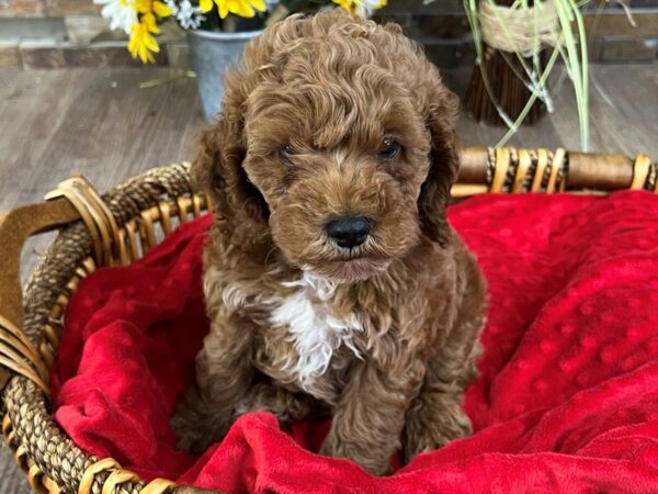 Cockapoo Dog Male Red 9715 Petland San Antonio, TX