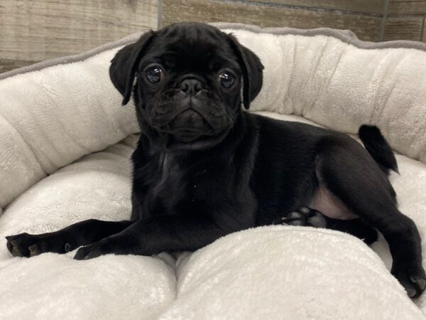 Pug-Dog-Female-Black-9695-Petland San Antonio, TX