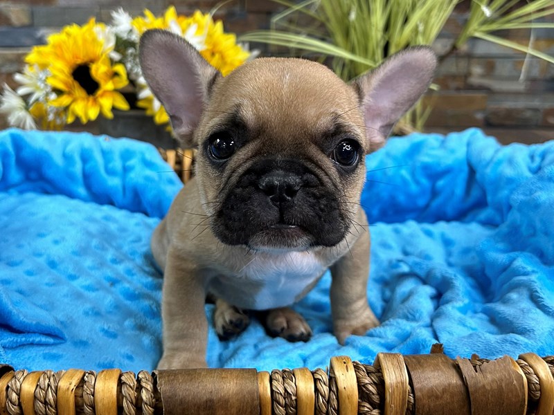 French Bulldog-Male-Fawn Black Mask-4091931-Petland San Antonio