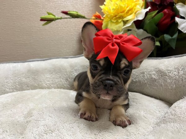 French Bulldog DOG Female br & tn 6776 Petland San Antonio, TX