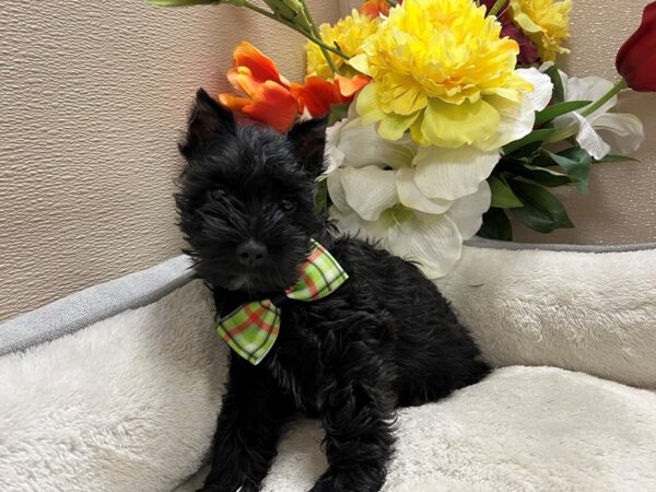 Min Schnauzer DOG Male blk 6779 Petland San Antonio, TX