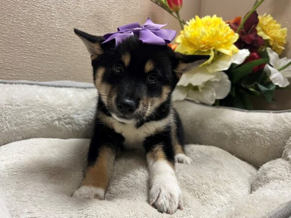 Shiba Inu DOG Female blk tn & wh 6772 Petland San Antonio, TX