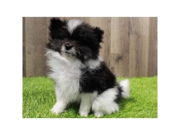 Pomeranian-Dog-Male-Black Parti-9707-Petland San Antonio, TX